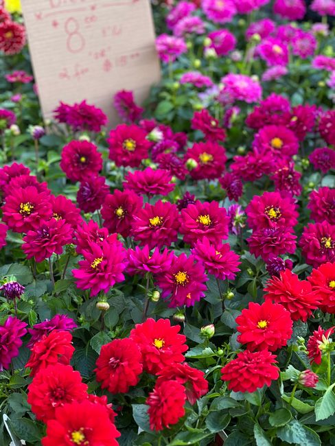 A vibrant collection of fresh chrysanthemums in shades of deep pink and bright red arranged in a dense floral display. The flowers feature multiple layers of petals with yellow centers and are seated