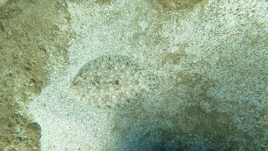 A close-up underwater photograph showing a circular pattern of small white and brown sea coral or marine invertebrates on a sandy seabed. The surrounding sand is textured with a mix of light tan and g