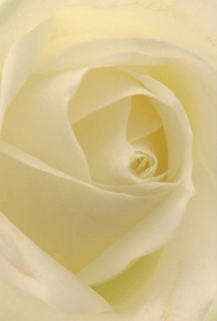 Drawing closer to the heart of Bellingham, this intimate portrait reveals the captivating beauty of a single creamy-white rose-its petals folding inward like a gentle embrace, layered with care. The interplay of soft whites and muted creams mirrors the gentle daylight found in local gardens near Sydenham Hill, each hue glowing as though the bloom is bathed in its own radiant halo. The rose's spiralled centre radiates purity and unspoken resilience, while the barely-there gradations of shade tug at the senses. The composition resonates with tranquility, much like a quiet stroll past Hazelbank Road, and carries with it the dignified air that defines a true artisan's touch. Whether offered as an olive branch, a romantic gesture, or an elegant centrepiece for a Bellingham wedding, this rose-crafted by experienced florists-reflects thoughtfulness and mastery in every curl and shadow. The scent hovers just beneath the surface, fresh and understated, conjuring the calm assurance that accompanies a heartfelt delivery from Florist Bellingham. This bloom stands as both a tribute and a comfort-perfect for marking milestones, expressing sympathy, or simply sharing the quiet luxury of a single exquisite flower with a loved one in SE6.