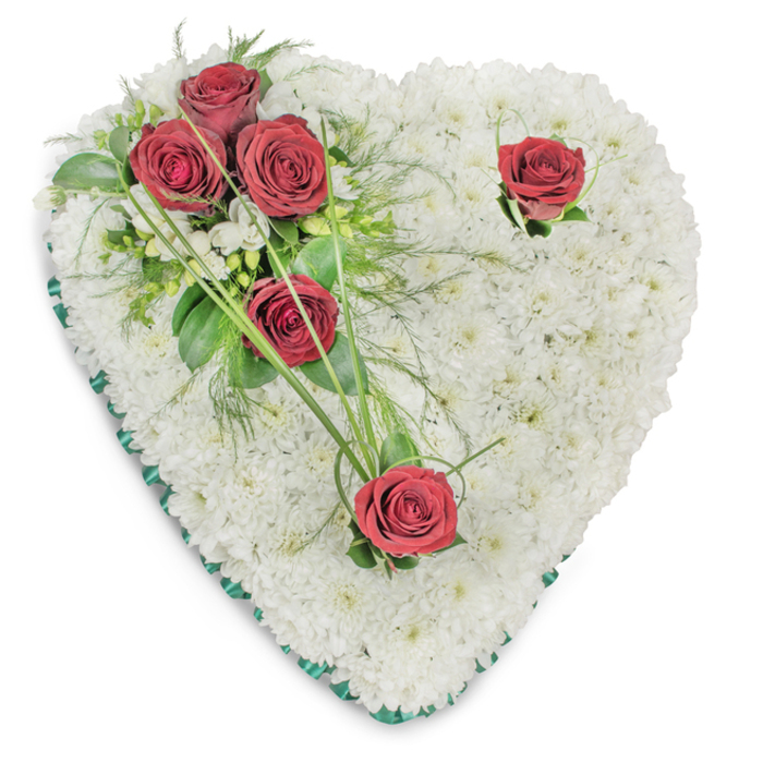 Presented on a clean white background and lit from above to accentuate texture, this heart-shaped sympathy wreath is meticulously composed of hundreds of small white chrysanthemums, packed tightly to create a soft, tactile surface that reads as both delicate and substantial. The crown of the design is defined by an offset spray of red roses: three clustered at the upper left, their deep crimson tones and open petals forming the focal point, and two solitary roses positioned to balance the silhouette - one near the upper right curve and the other at the lower point. Surrounding foliage includes broad, glossy leaves and slender, fern-like fronds that introduce layered greens; thin, arching bear-grass blades extend from the foliage to give motion and an elegant linear accent. Scattered small white filler blooms, possibly freesias, break the solidity of the white field and add a whisper of contrast. A narrow emerald-green satin ribbon edges the heart, providing a clean, solemn frame that highlights the shape against the backdrop. Subtle shadowing reveals the arrangement's depth and the florist's precise handwork; the roses' scent is gentle and restorative beside the mild, earthy note of chrysanthemums. This classic memorial piece conveys profound respect and enduring love and is well suited for chapel services or cemetery tributes in the Bellingham area, chosen by families seeking a traditional, carefully constructed expression of condolence.