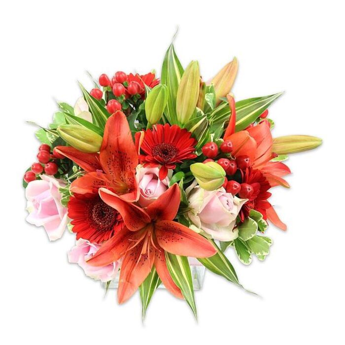 Set against a pristine white background and composed with a florist's eye for balance, this densely packed bouquet showcases large, fiery orange-red lilies as the visual anchors. Several lilies are open wide, their recurved petals flecked with subtle dark speckles and finished with strong stamens capped by contrasting anthers; other lily buds remain elongated and promising, suggesting staggered bloom and longevity. Complementing the lilies are vivid crimson Gerbera daisies, each with a multitude of narrow petals spiraling from a darker central disk, adding vivid, graphic points of interest. Interspersed throughout are delicate pale pink roses at varying stages of bloom - from small, tight buds to fuller rosettes - contributing tactile softness and a romantic pastel counterpoint. Clusters of glossy red hypericum berries are tucked into the composition, their waxy surfaces catching the light and lending a playful, festive punctuation. The greenery is generous and varied: broad flat leaves create a stable backdrop, while narrower lanceolate leaves and a few variegated stems with lighter margins introduce subtle contrast and depth. The overall effect, captured in bright, even lighting, is warm, passionate and refined; tactile contrasts include the roses' satiny petals, the lily's papery strength, the berries' slick gloss and crisp, cool foliage. This bouquet feels at home in local settings - a welcoming gift for friends after a walk in Bellingham Park or a tasteful centrepiece for a birthday dinner near Bellingham High Street - and reflects the quiet craftsmanship of floristry practised in the area.